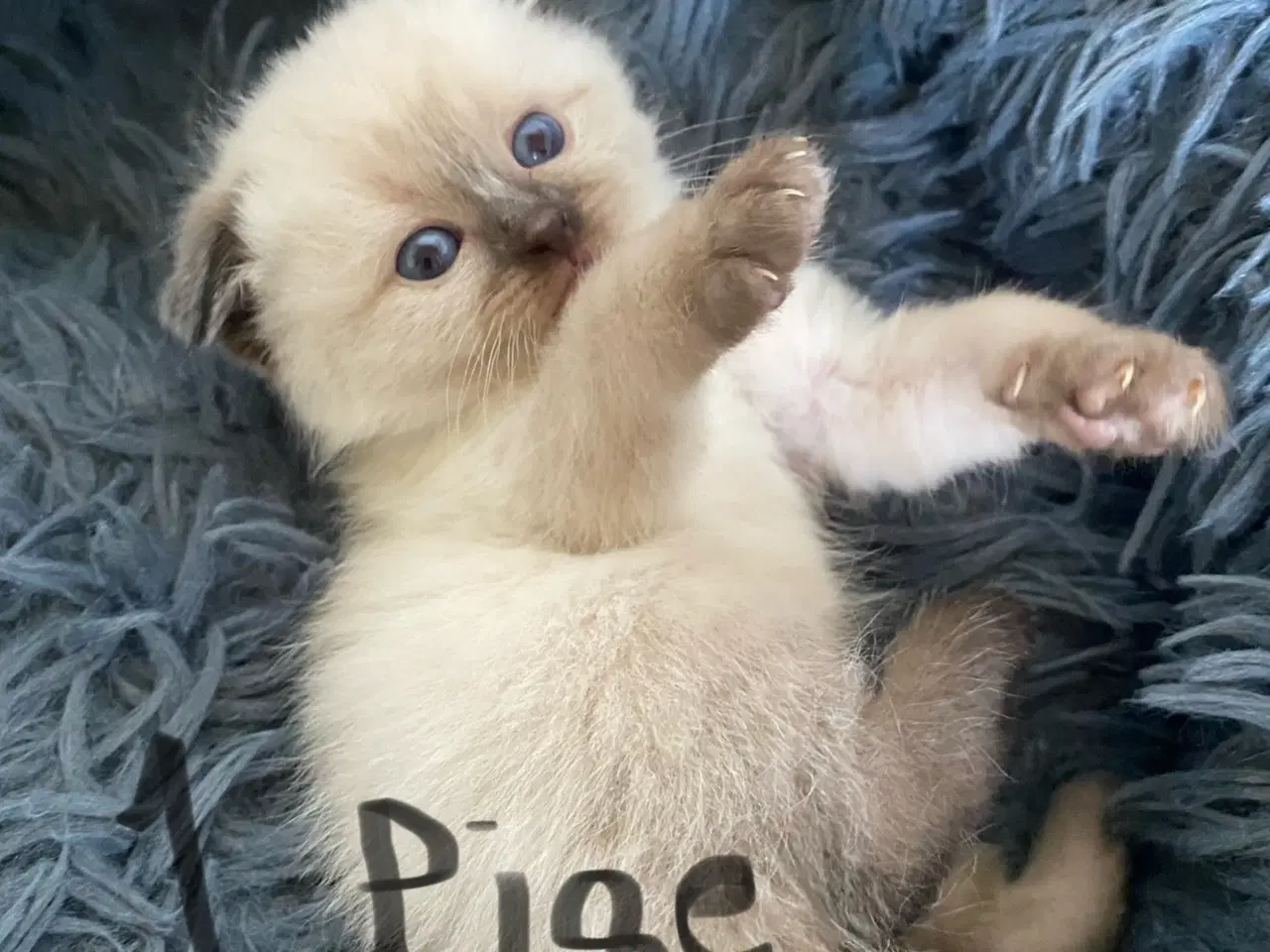 Billede 5 - Smukke og kærlige killinger-scottish fold blanding