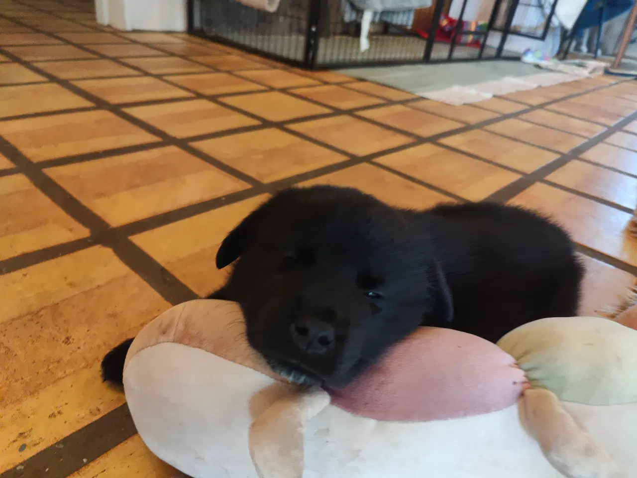 Billede 4 - Hundehvalpe af Samojede/Labrador 
