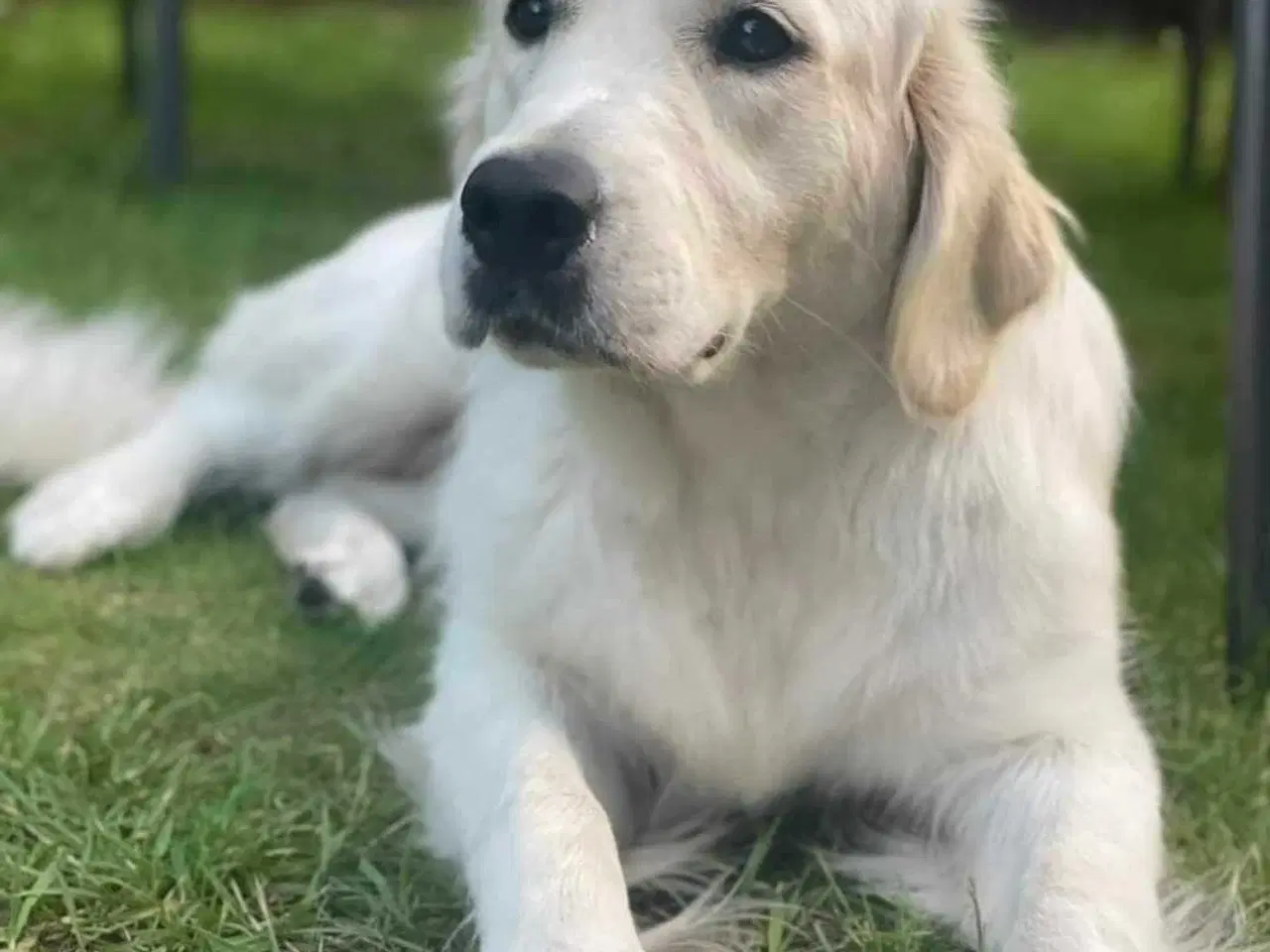 Billede 2 - Golden retriever hvalpe 