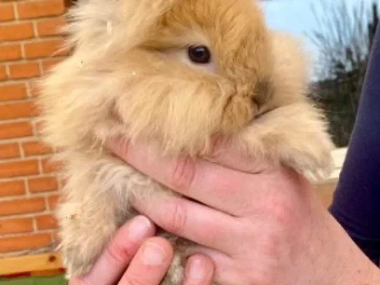 Billede 5 - Søde kaninunger søger nye kærlige hjem 🐰