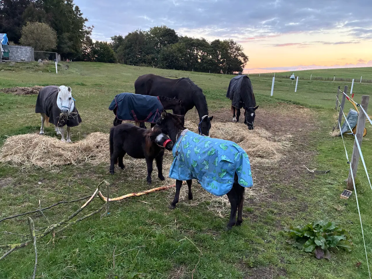 Billede 3 - Opstaldning 8762