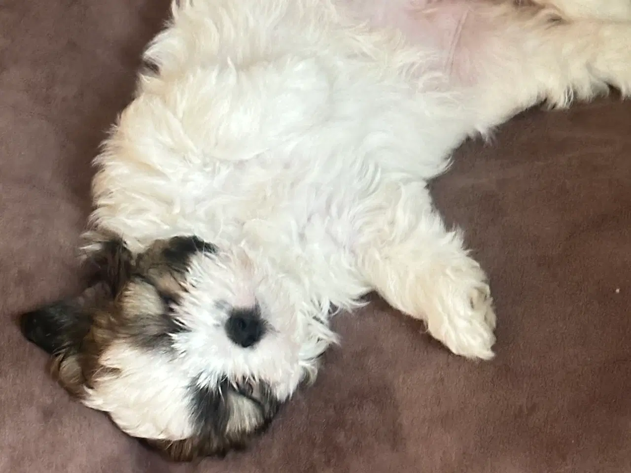 Billede 12 - Sød og allergivenlige Shih-Tzu hvalpe🐶