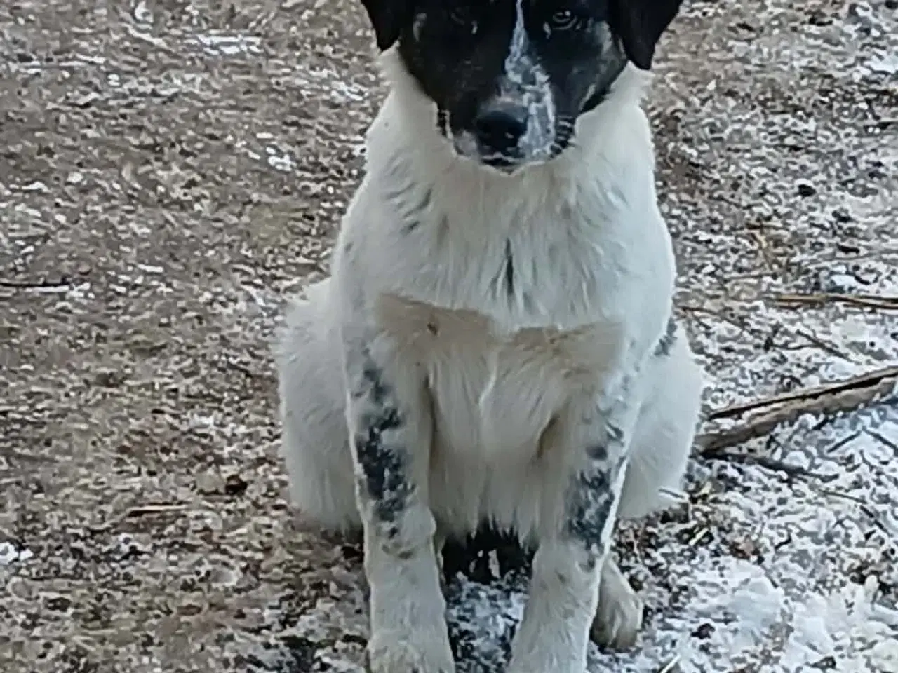 Billede 3 - Lumos søger familie 🩷