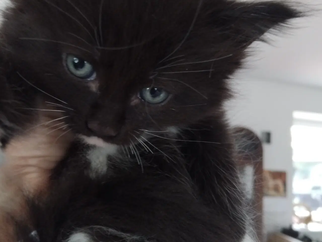 Billede 2 - Maincoon uden papirer