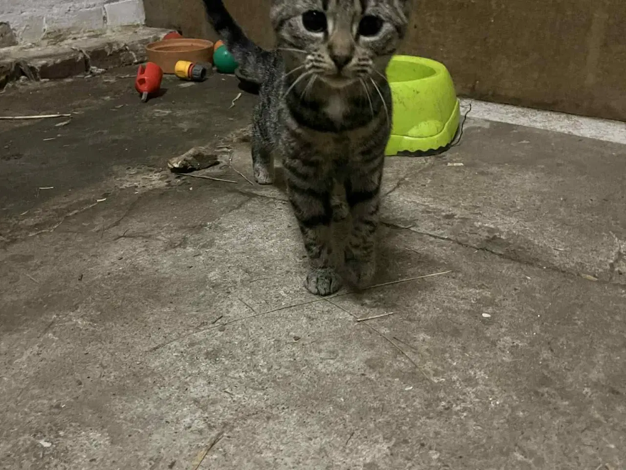 Billede 6 - Hun Killinger