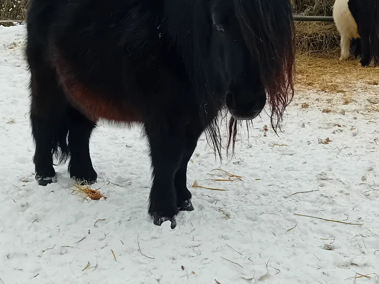 Billede 1 - 10 års shetlænder vallak