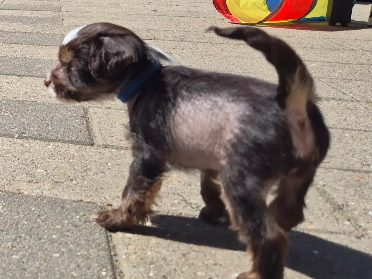 Billede 8 - Hunde hvalpe
