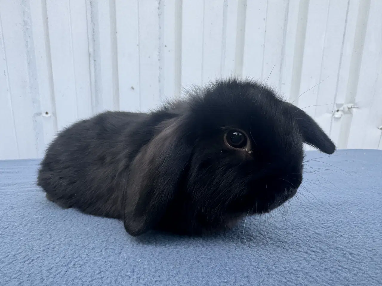 Billede 6 - Dværgvædder hun kanin