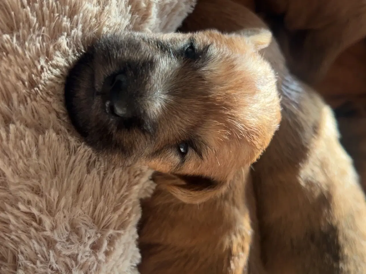 Billede 3 - Irish softcoated Wheaten terrier