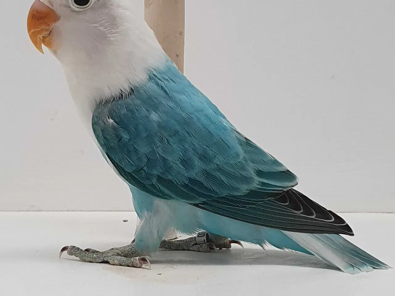 Billede 6 - Blå Opaline Dværgpapegøje 