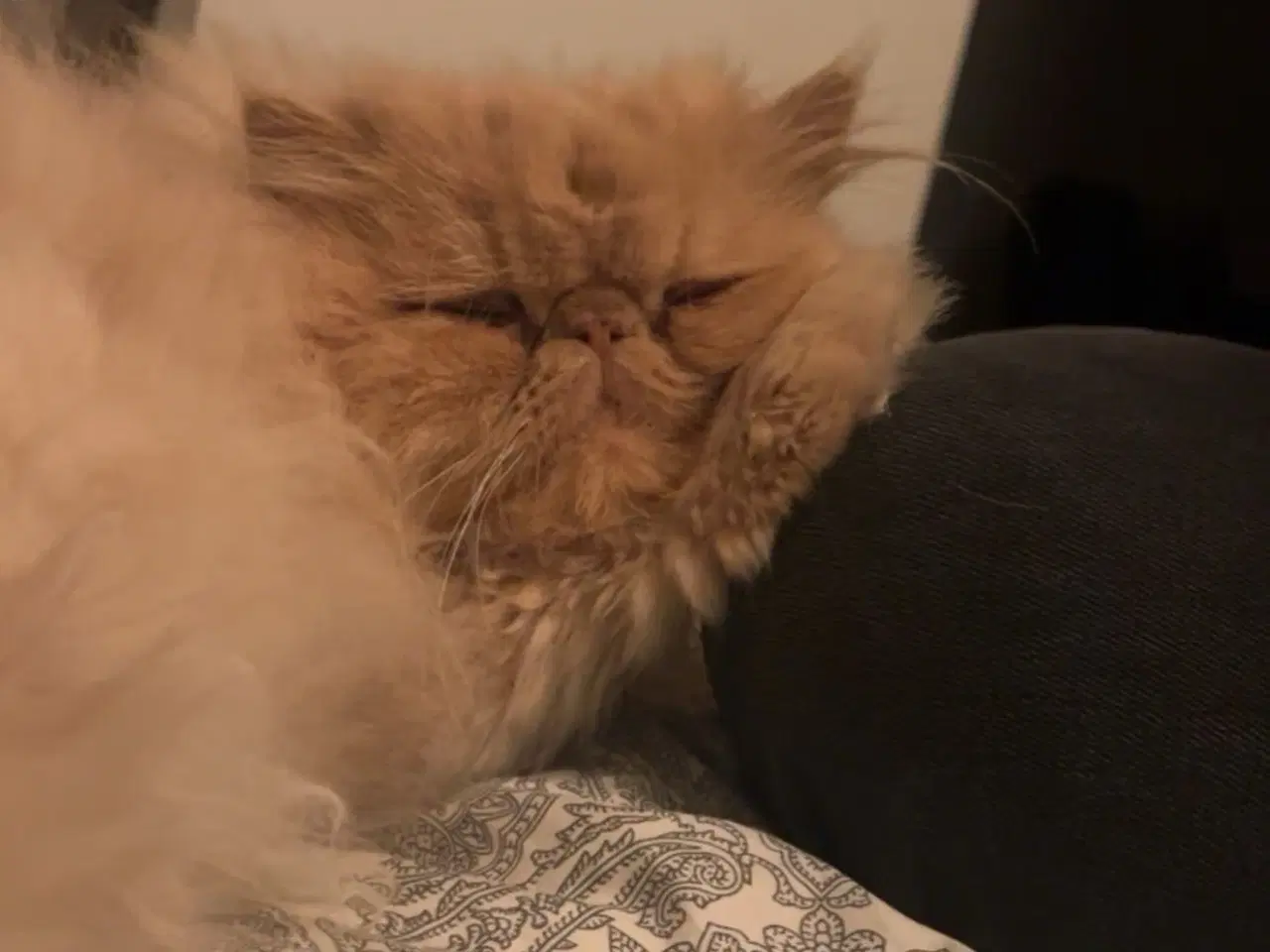 Billede 6 - De to kærligeste perserdrenge søger nye madslave❤️