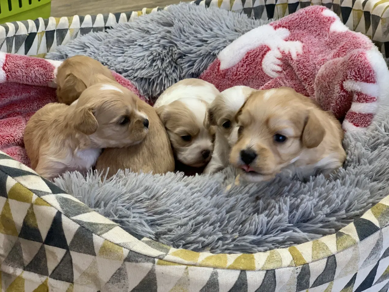 Billede 13 - Små fine cavapoo/ Maltipoo babyer