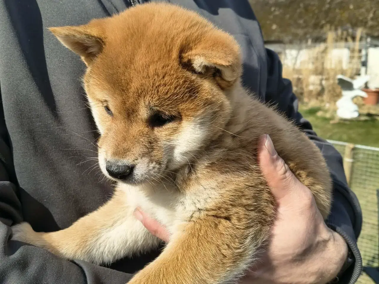 Billede 3 - Shiba hvalpe på 8 uger