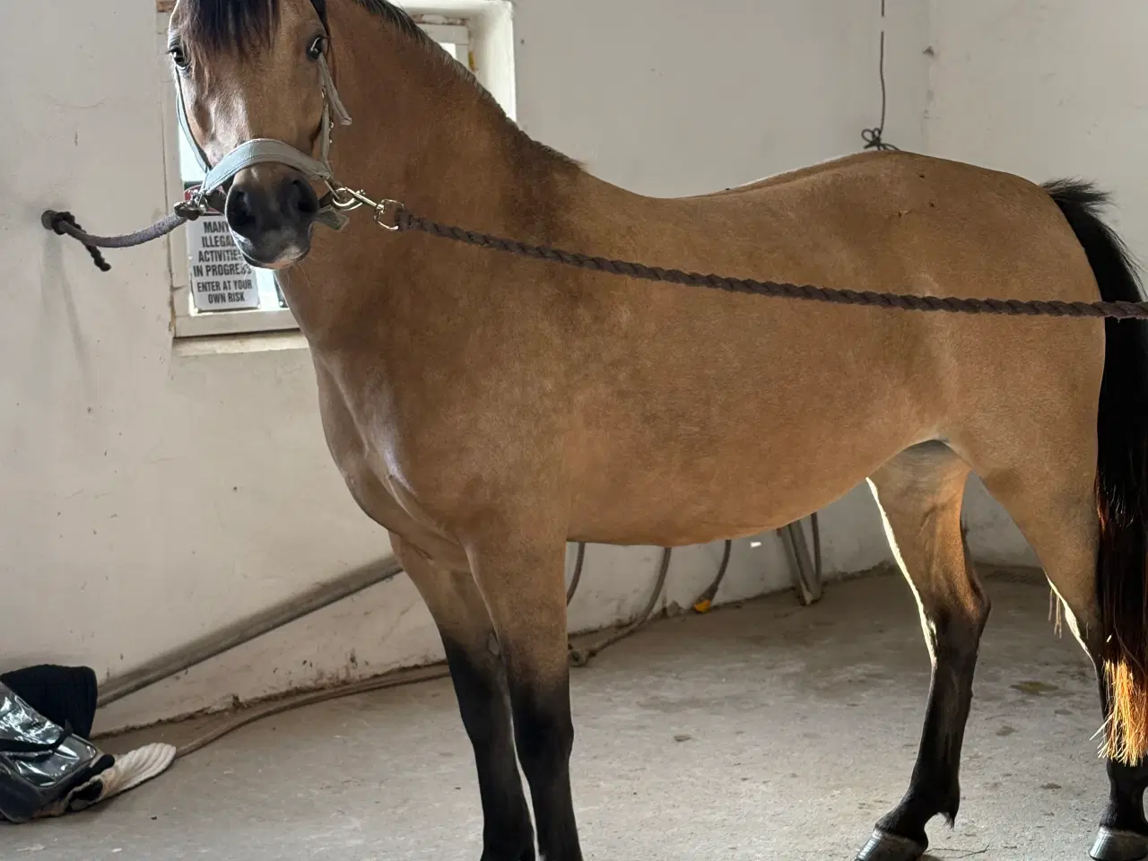 Billede 3 - Gudesmuk Welsh Cob ponyhoppe