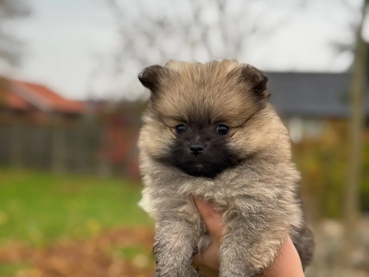 Billede 4 - Pomeranian hvalp, en dreng, 8 uger.