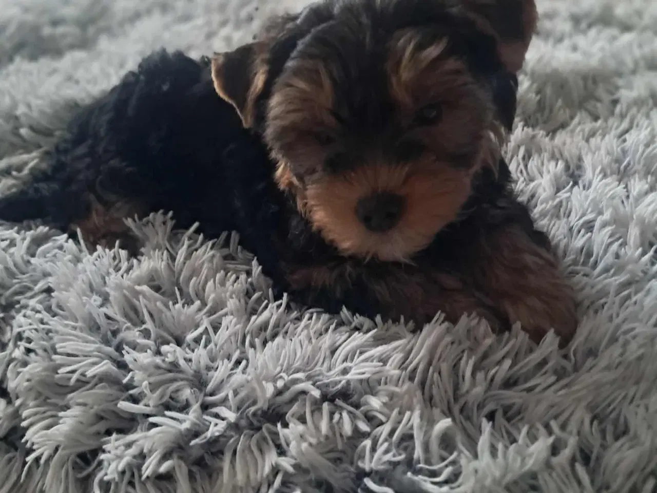 Billede 2 - 🐶 01.09.2025 York Terrie 