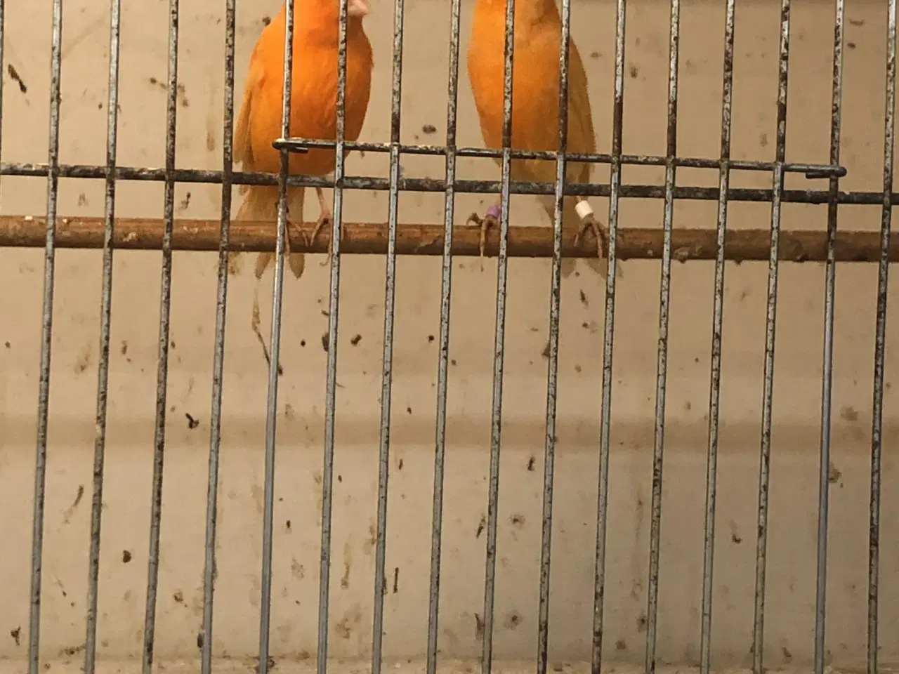 Billede 1 - Et par orange kanarie