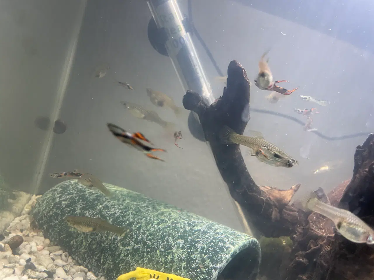 Billede 4 - Endlers Guppy - 1 par = 20kr