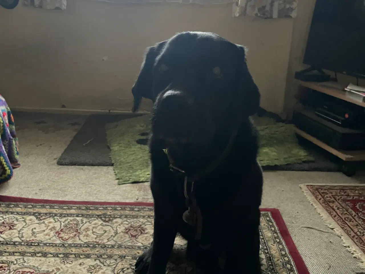 Billede 2 - Labrador hanhund sød og venlig