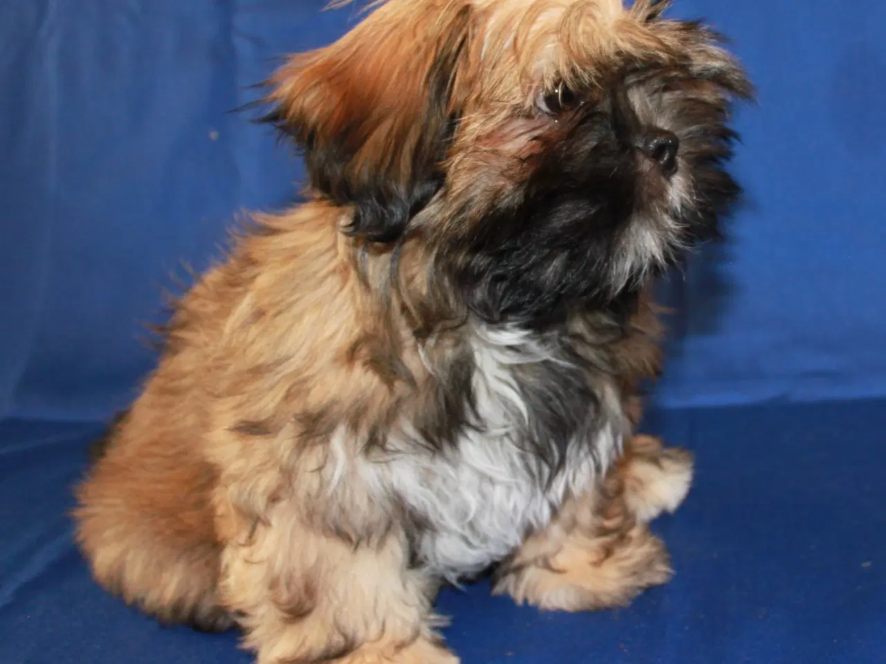 Billede 6 - Lhasa Apso hvalpe