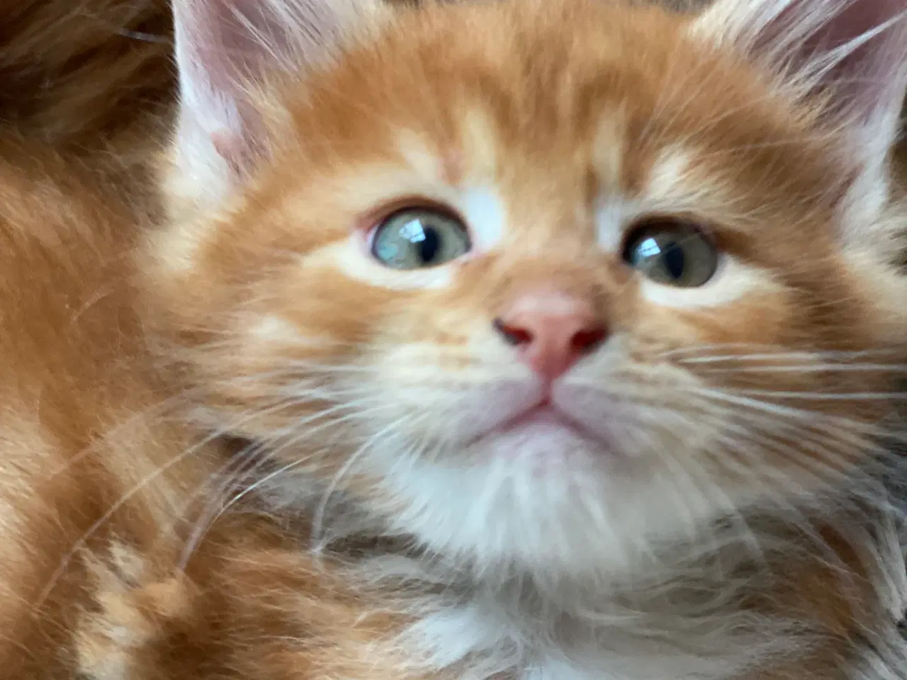 Billede 2 - Maine coon killinger