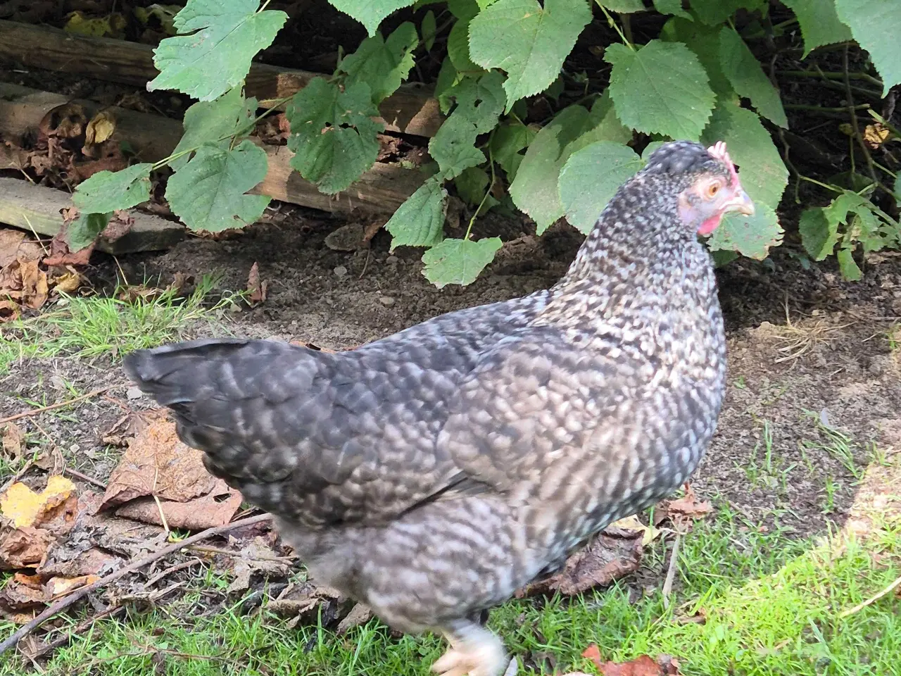 Billede 8 - Kyllinger silkehøns 