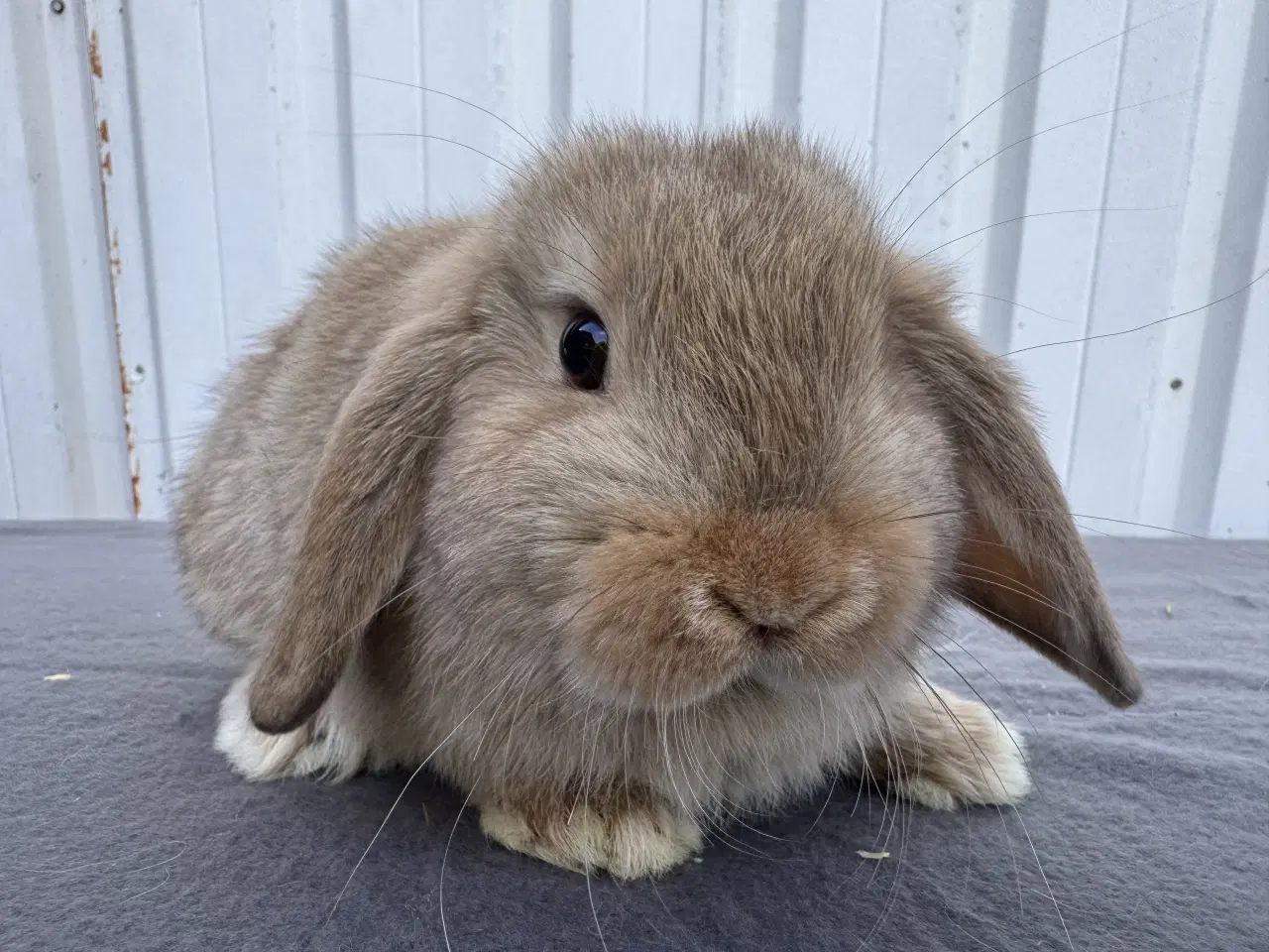 Billede 4 - Mini Lop hankanin