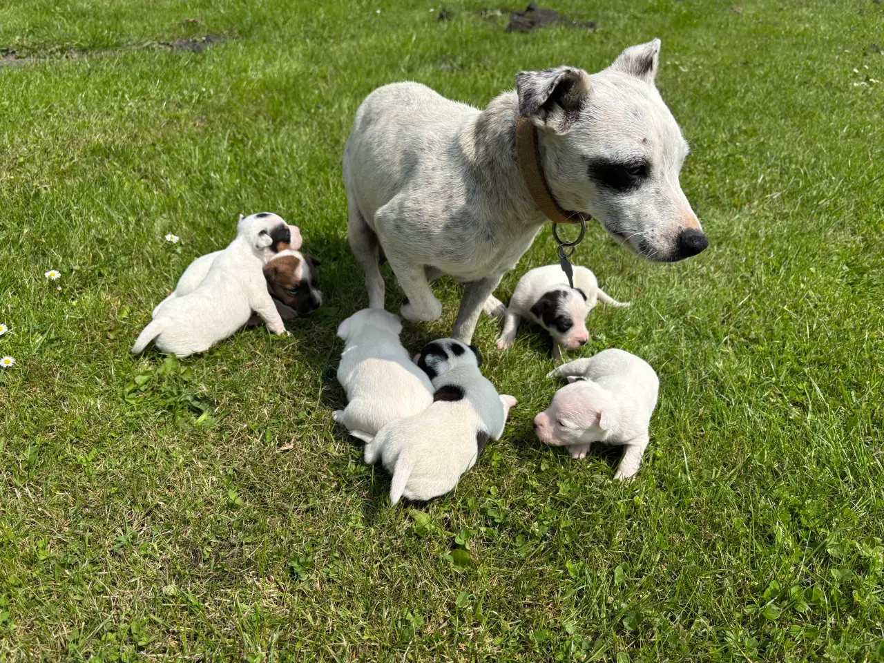 Billede 9 - Jack russel hvalpe