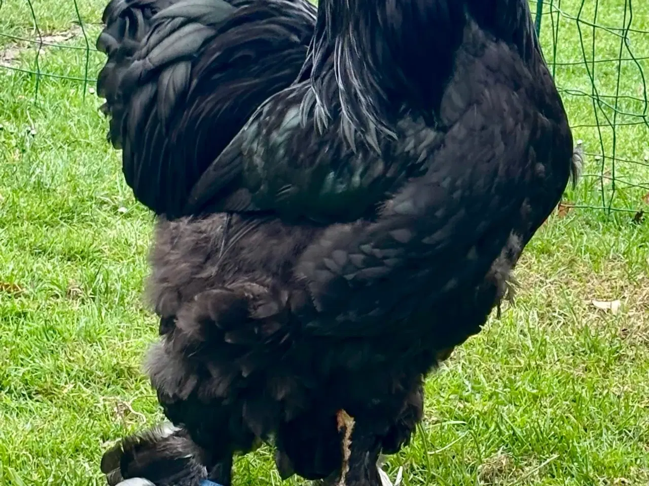 Billede 1 - Brahma haner fra 2025