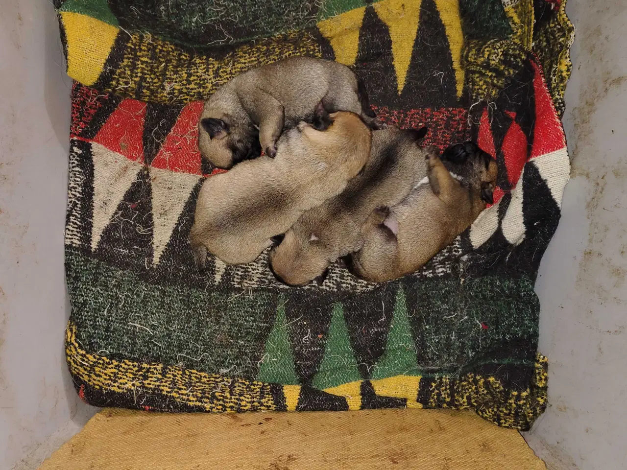 Billede 1 - Mops hvalpe 