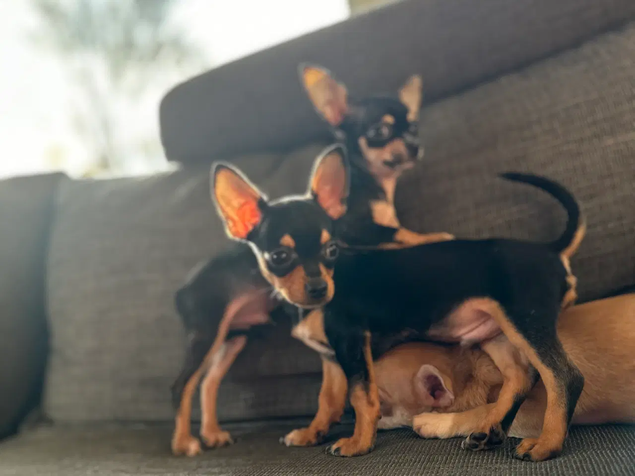 Billede 1 - Chihuahua hvalpe søger et kærligt hjem