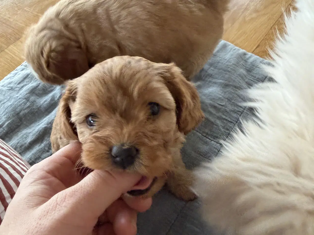 Billede 5 - Shihpoo / shih tzu blandet med puddel 