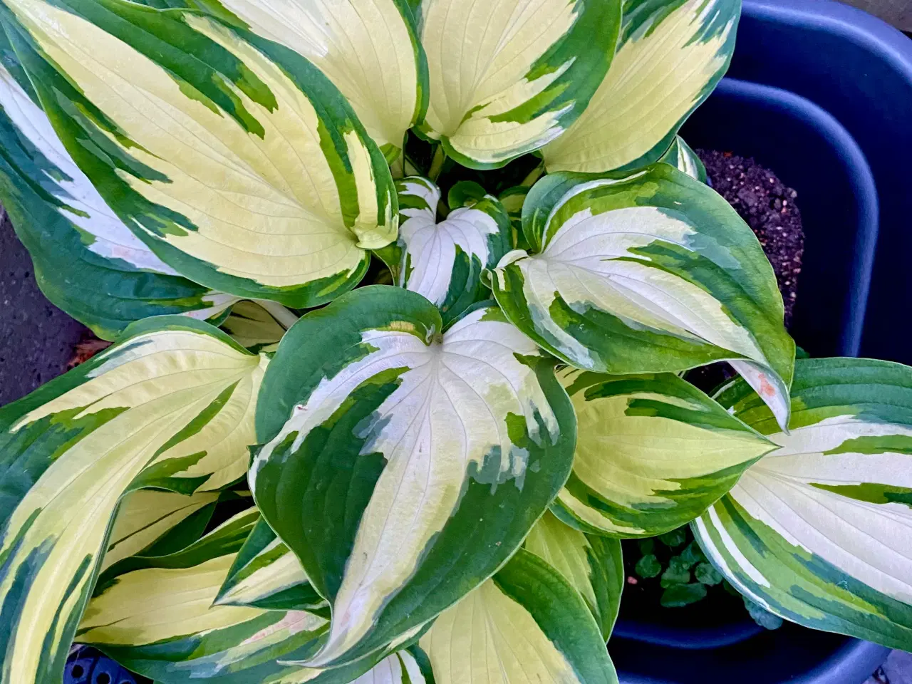 Billede 2 - Hosta