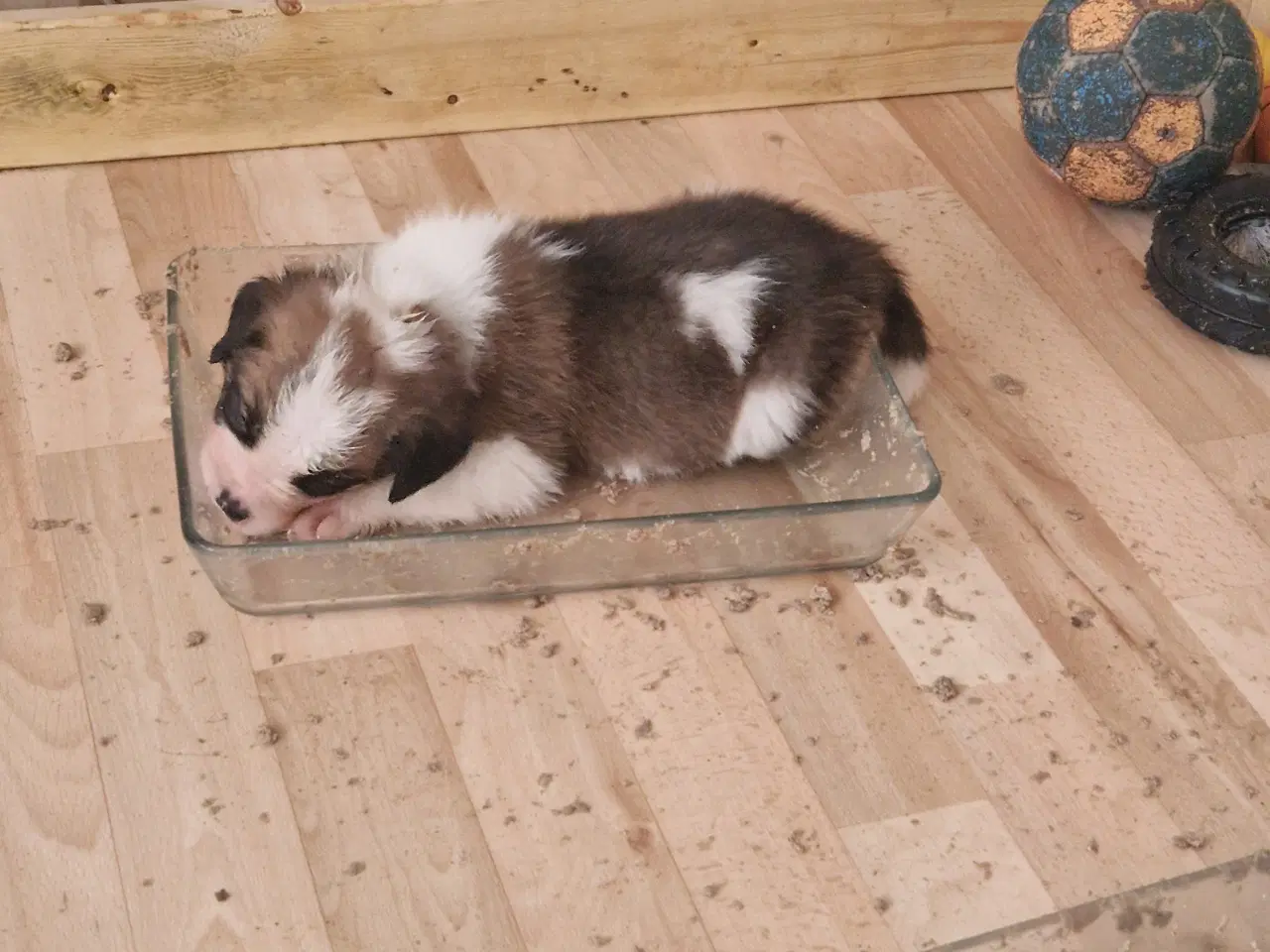 Billede 16 - 9 sankt bernhard hvalpe søg nyt hjem