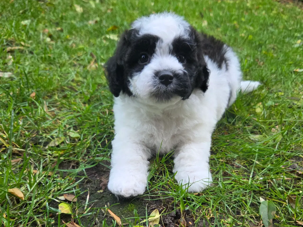 Billede 7 - Havapoo tæve hvalp❤️🐶