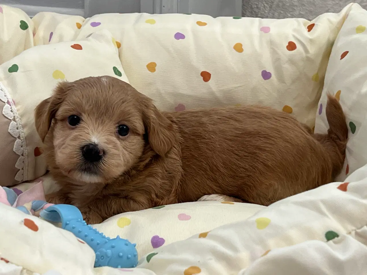 Billede 2 - Smukke Bichon Havanais 