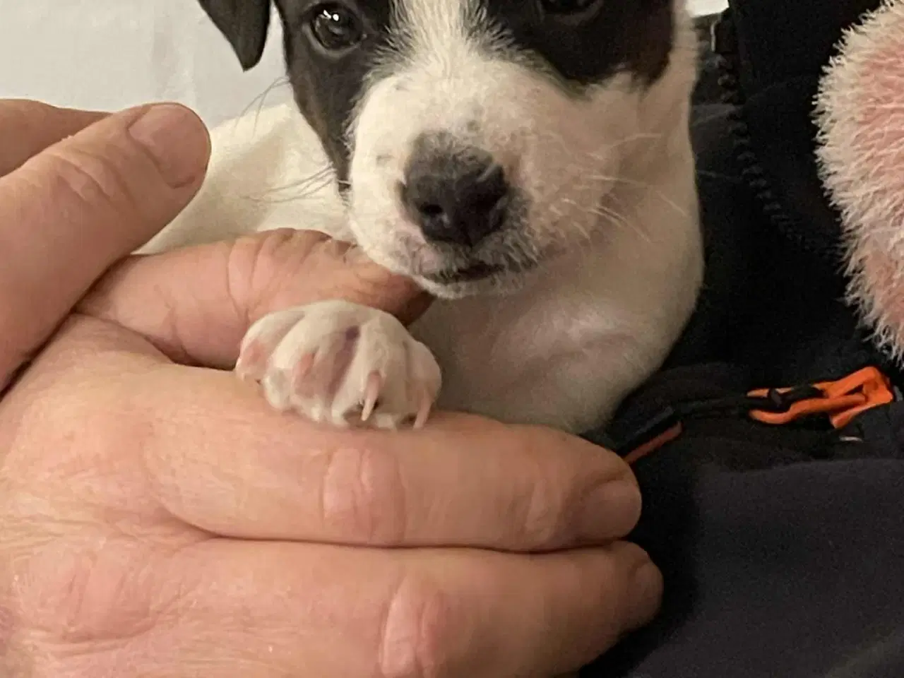 Billede 3 - Jack Russel hvalpe . 