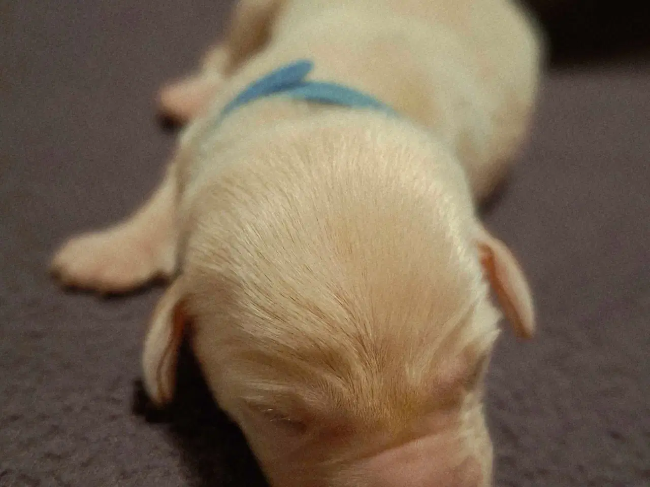 Billede 7 - De lækreste blandingshvalpe