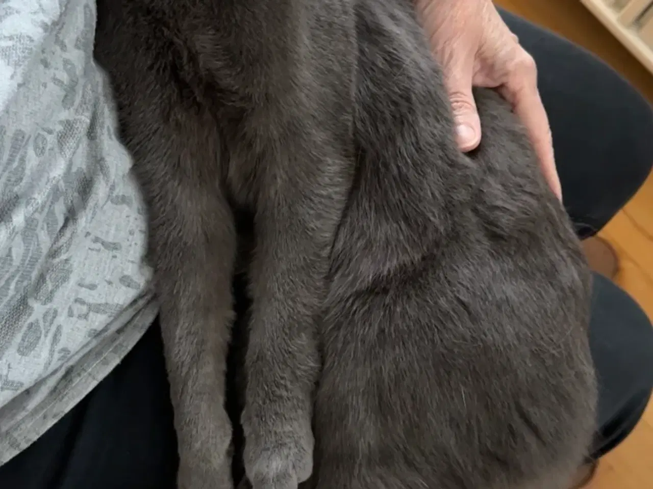 Billede 3 - British Shorthair/Norsk skovkat hankat 1 år 