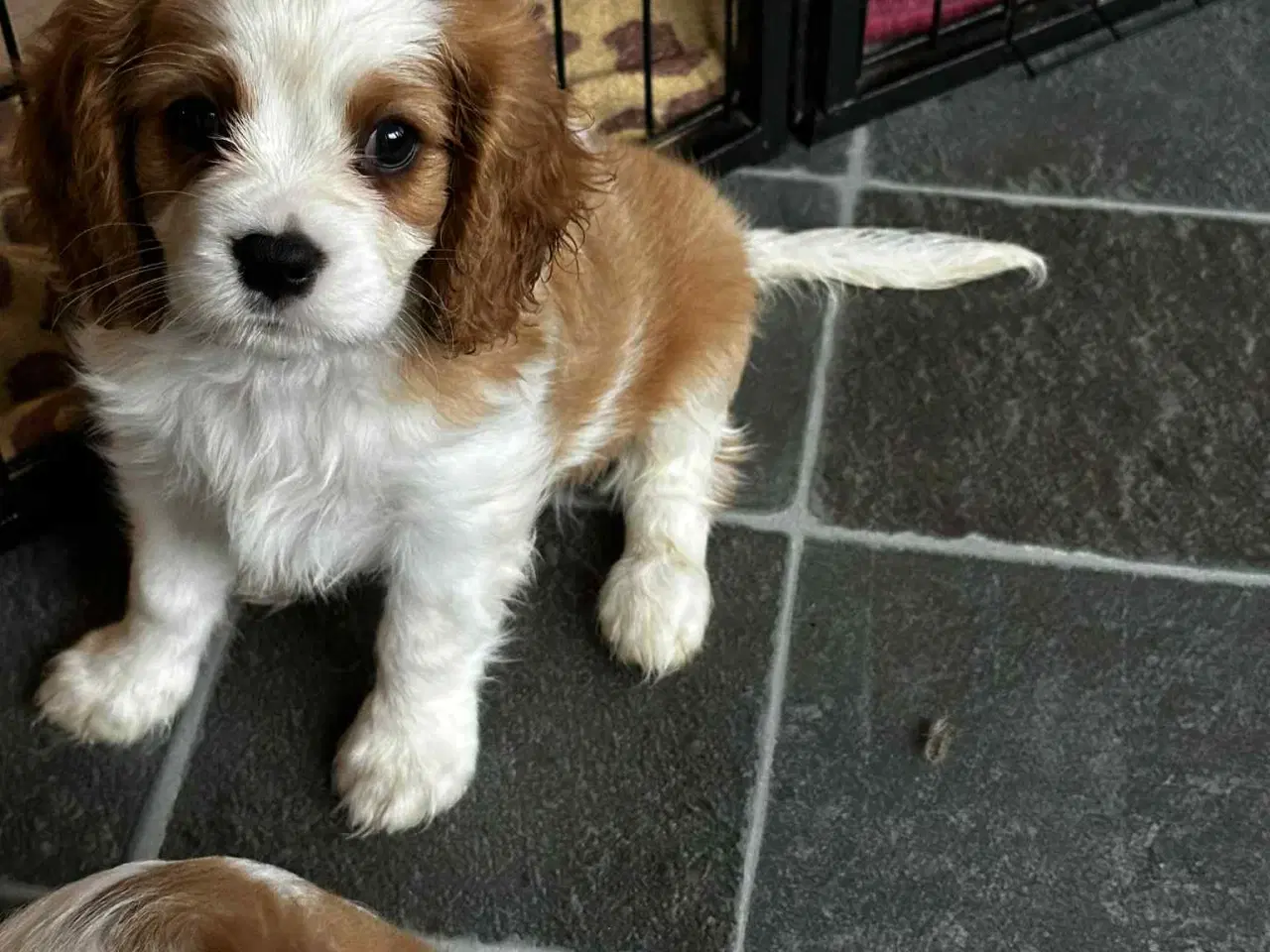 Billede 4 - Cavalier king charles hvalpe