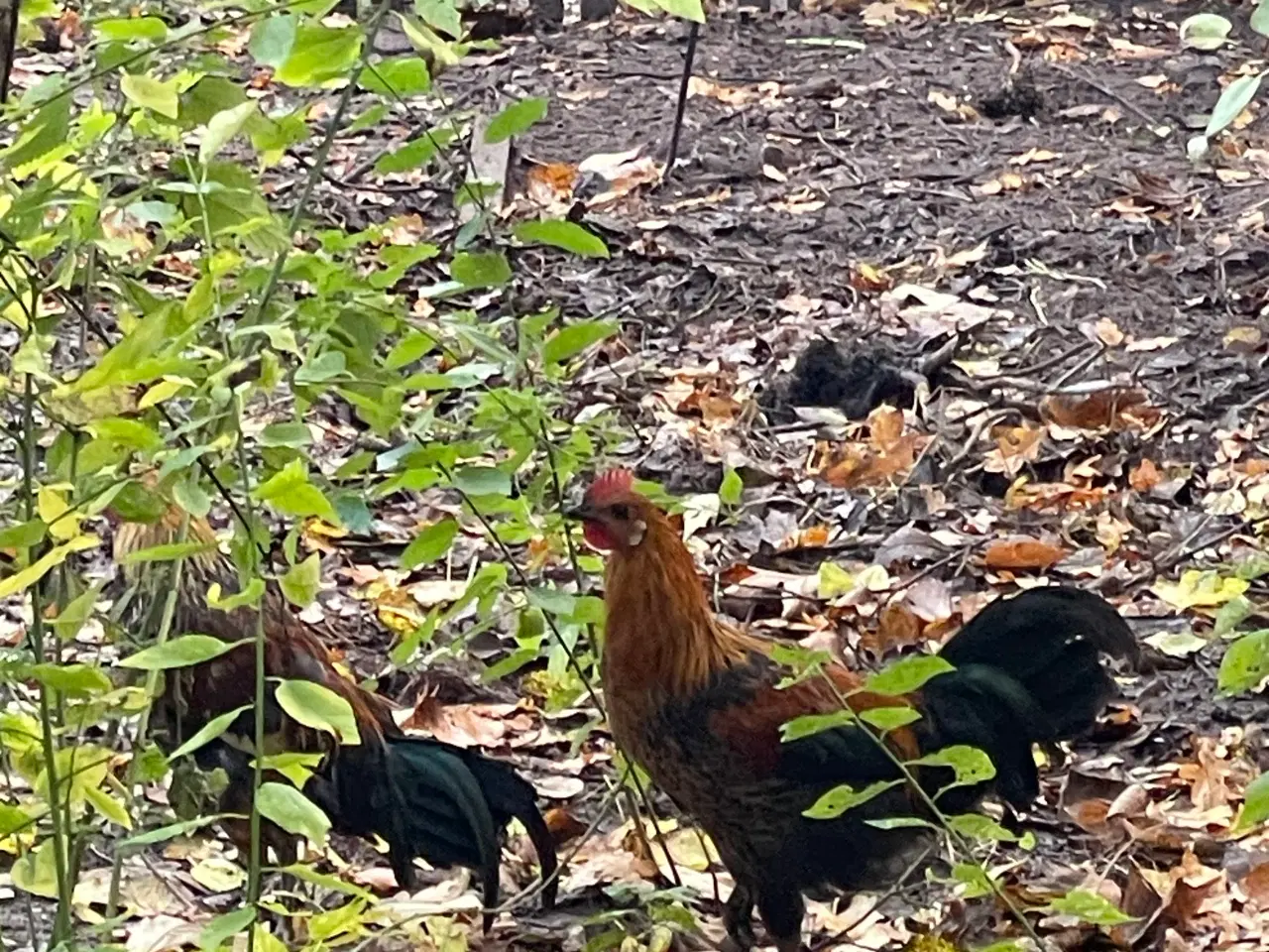 Billede 4 - Smukke haner søger kærlig hønsegård