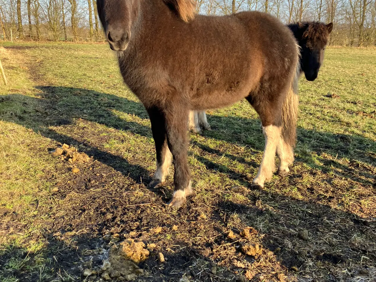 Billede 9 - 3 islænderføl fra 2025