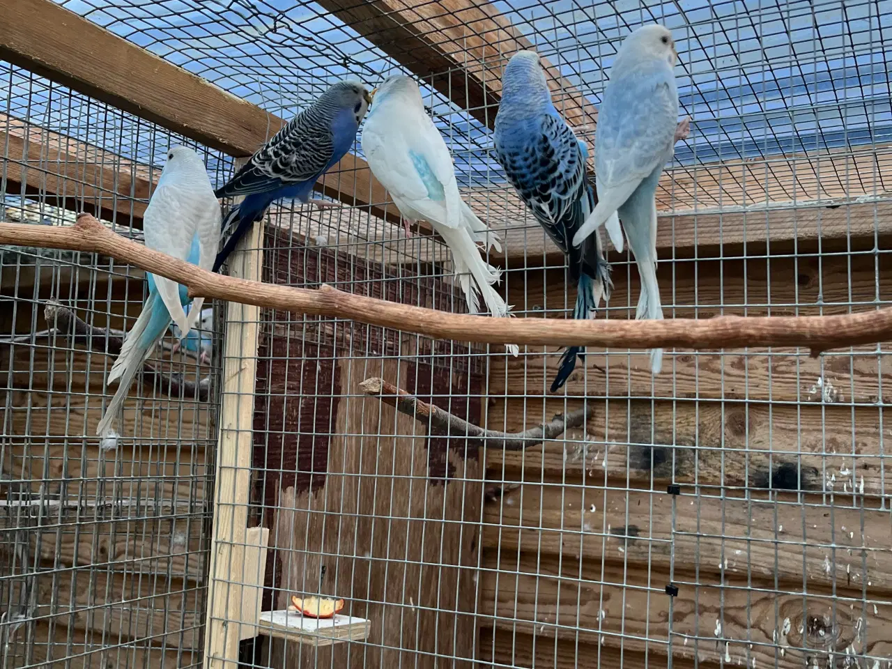 Billede 1 - Undulat hunner