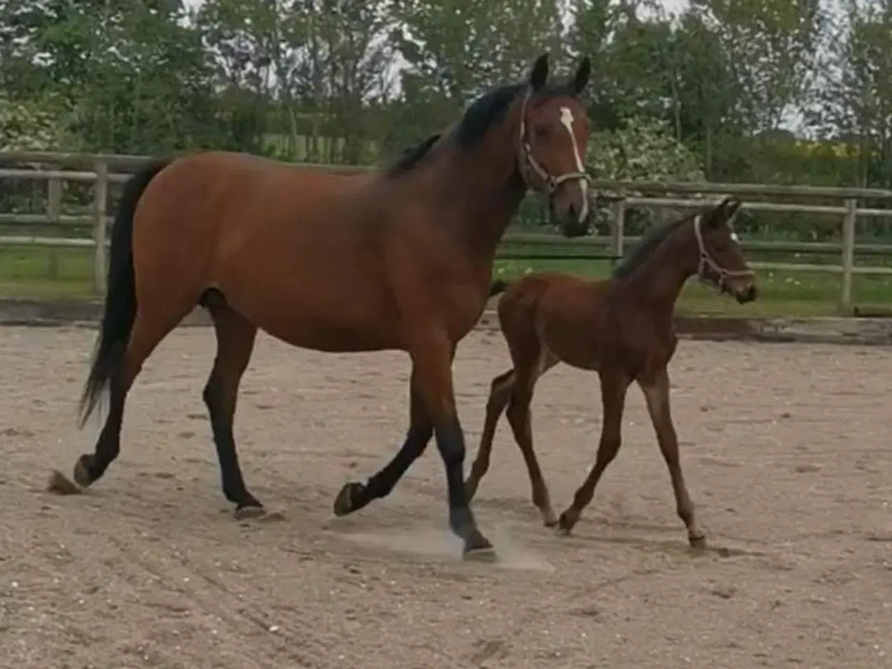 Billede 5 - Super allround hest