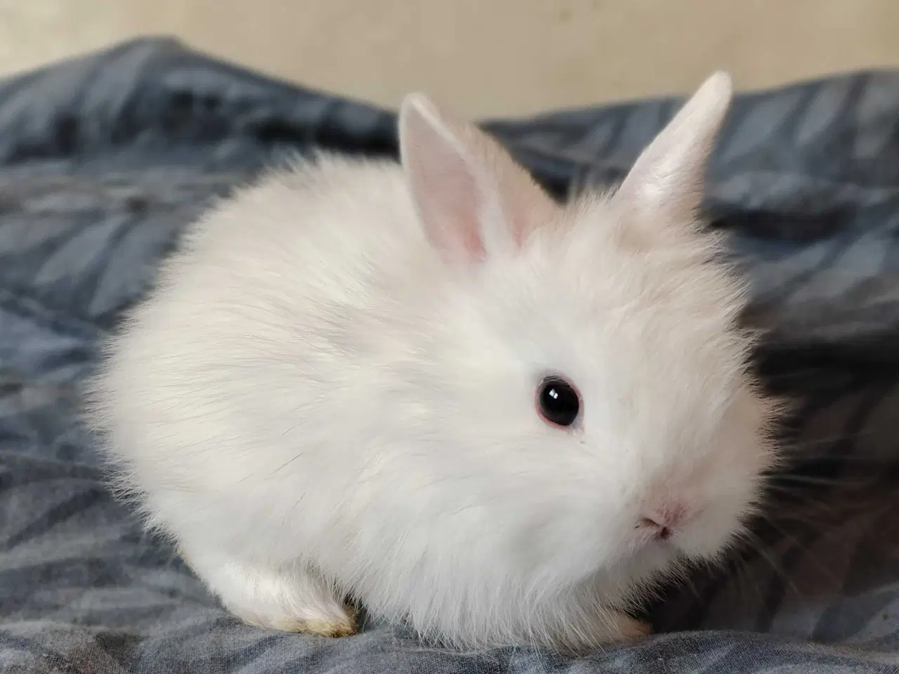 Billede 8 - Fluffy Mini Kaniner🐰