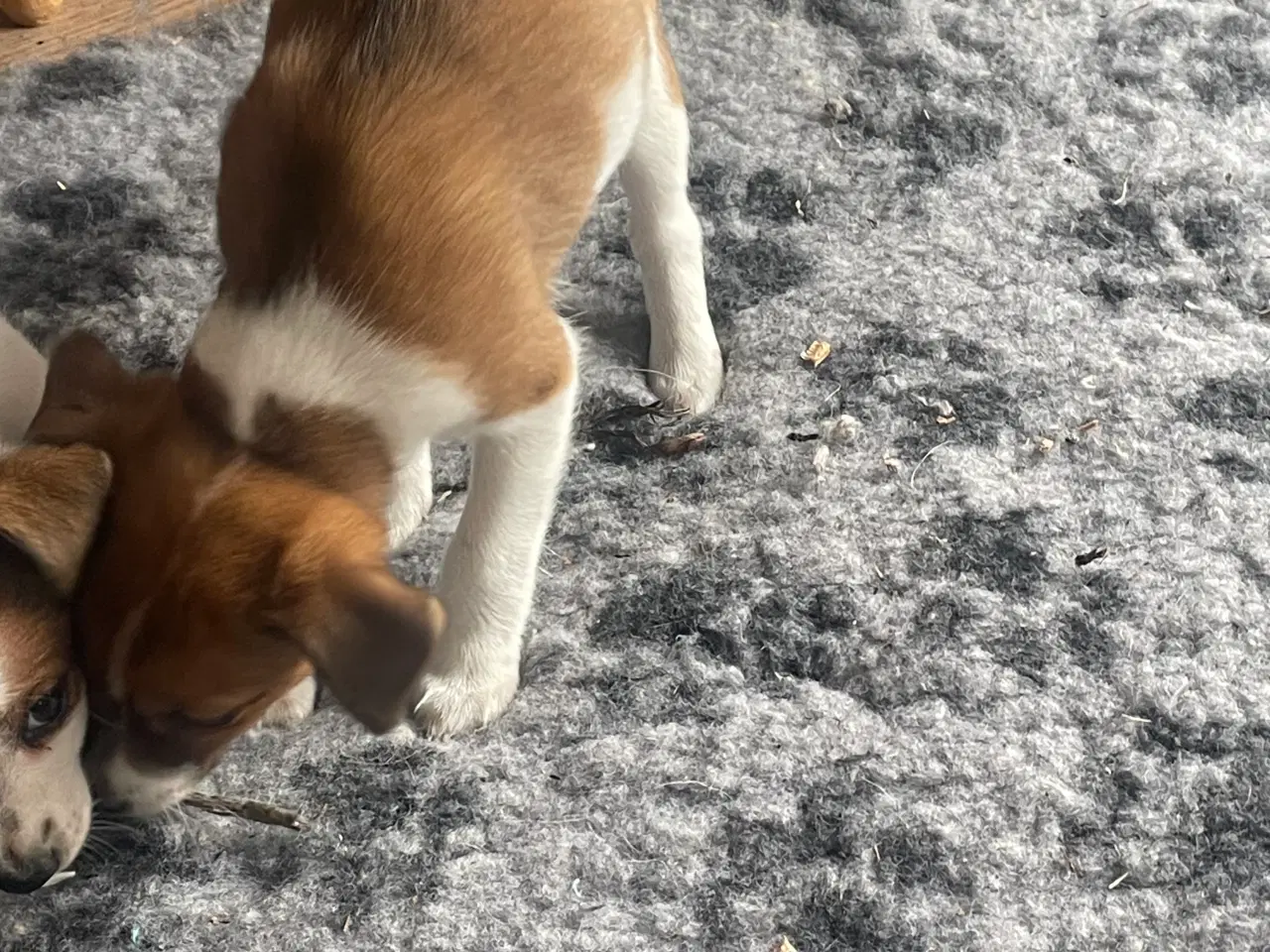 Billede 7 - Dansk svensk gård hundehvalpe