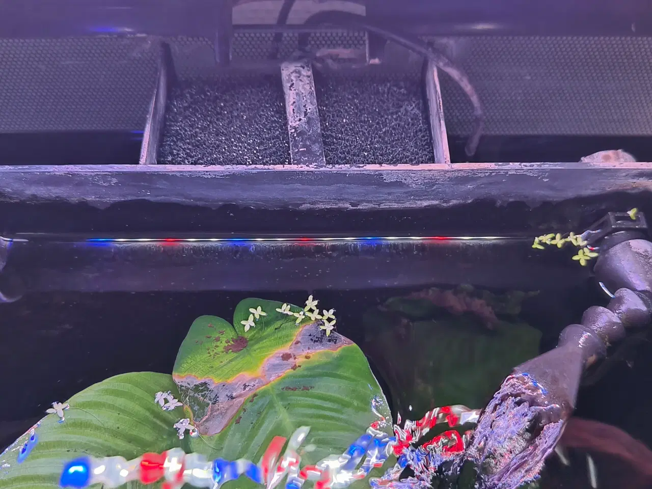 Billede 4 - Fluval flex 57 akvarie sælges