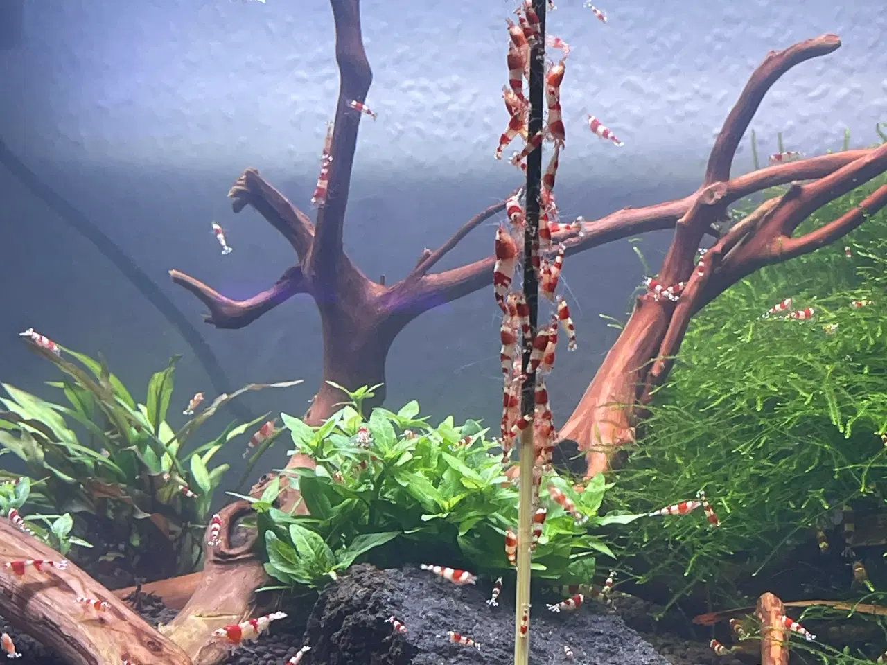 Billede 3 - Akvarie reje, Red Crystal caridina rejer