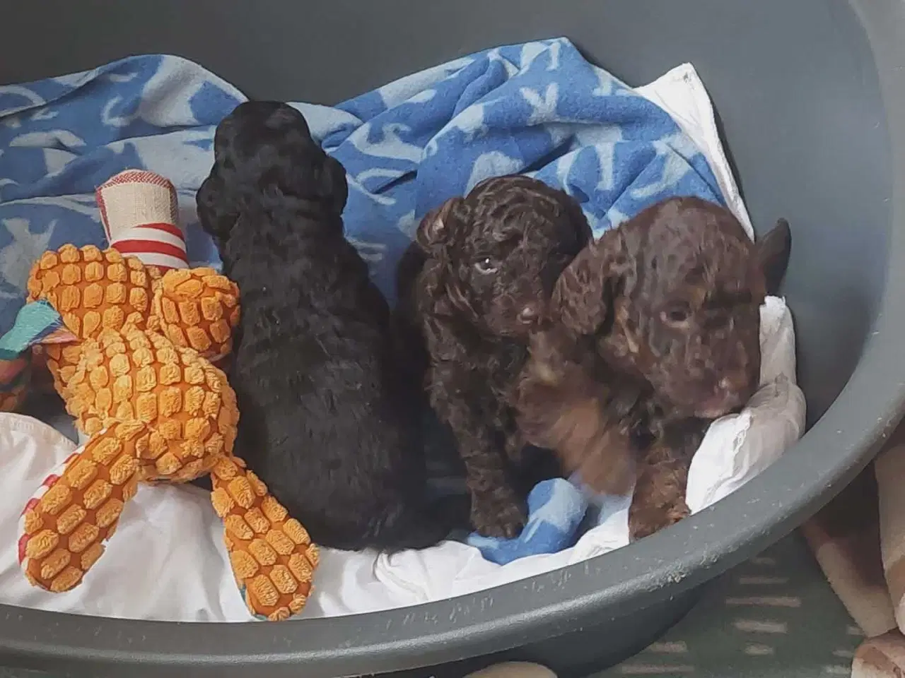 Billede 2 - Dværg puddel  hvalpe 