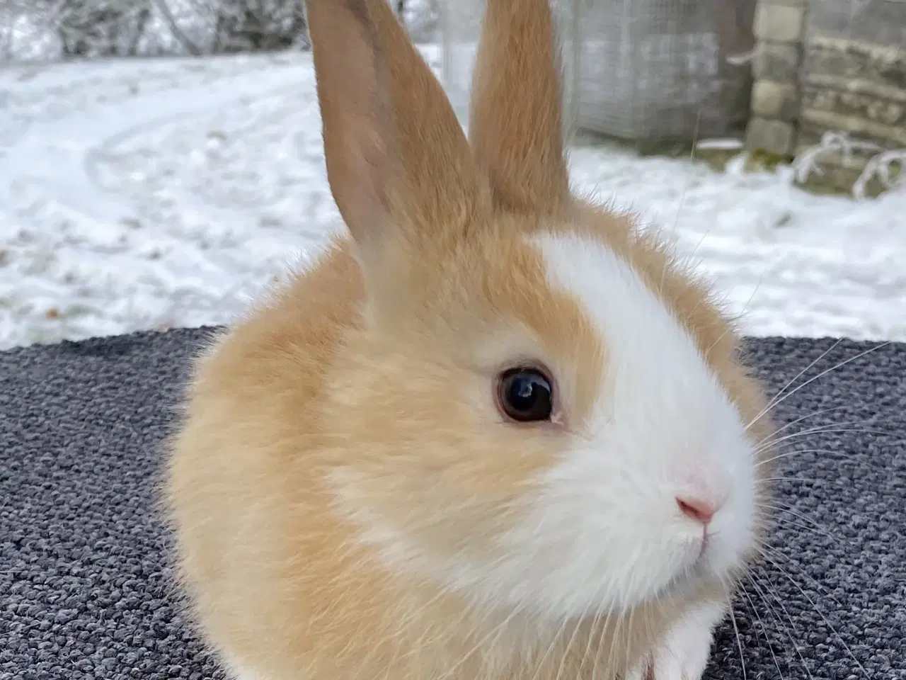 Billede 9 - HOLLÆNDER HAN MADAGASCAR